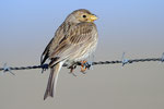 Strillozzo  Emberiza calandra , Estremadura , Spagna.   Info; Nikon D3S + 500mm f4 Nikon + TC1,7 Nikon a f7.1  1/3200 a ISO 1250