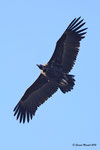 Avvoltoio monaco  Aegypius monachus , Estremadura , Spagna .  Info ; Nikon D3S + 500mm f/4 Nikon a f/6.7  1/4000 a ISO 1250