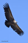 Grifone  Gyps fulvus , Estremadura , Spagna .  Info ; Nikon D3S + 500mm f/4 Nikon + TC1,7 Nikon a f/6.7  1/3200 a ISO 1250