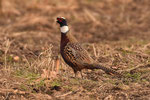 Fagiano comune ( gruppo torquatus , maschio )  Phasianus colchicus , Brabbia , Italia .  Info ; Nikon D810 + 500mm f/4 Nikon + TC1,4 Nikon a f/8  1/640 a ISO 1650