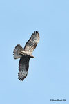 Falco pecchiaiolo ( maschio ) Pernis apivorus , Valle di Muggio , Svizzera .  Info; Nikon D810 in DX 1,5 + 500mm f/4 Nikon a f/9  1/4000 a ISO 1000