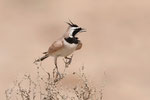 Allodola di Temminck  Eremophila bilopha , deserto del Neghef , Israele .   Info ; Nikon D810 + 500mm f/4 Nikon + TC1,4 Nikon a  f/9  1/1600 a ISO 1250