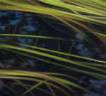 Andreas Leißner: *Wasserpflanzen I*, 2014, Öl/Hartfaserplatte, 11 x 12 cm