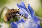 Großer Wollschieber (Bombylius major). Bildformat: 3:2