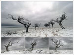 Alte Kirschbäume im Winter. Bildformat: 3/2