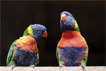 Papageien im Gespräch. Bildformat: 1 / 1,5