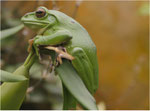Laubfrosch. Bildformat: 3 / 4