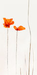 Mahlerischer Mohn. Bildformat: 2:1. Annahme bei der Niedersachsen-Fotomeisterschaft 2019