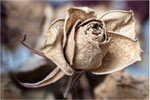 Trockene Rose. Billdformat: 3:2