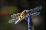 Der Vierfleck (Libellula quadrimaculata). Format: 3:2
