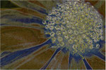 Aster abstrakt. Bildformat: 3:2