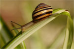 Schnecke. Bildformat: 1 / 1,3