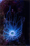 Seeanemone. Bildformat: 1 / 1,5