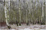 Birkenwald. Bildformat: 3/2