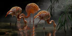 Flamingos. Bildformat: 1/2.  Annahme, 27. DVF Themenwettbewerb "Tiere"