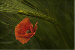 Klatschmohn im Gerstenfeld. Bildformat: 3:2