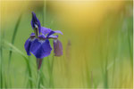 Sibirische Schwertlillie (Iris sibirica).Bildformat: 3:2