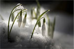 Schneeglöckchen (Galanthus). Bildformat: 3:2