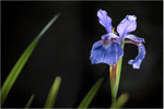 Sibirische Schwertlilie (Iris sibirica) 02. Bildformat: 3:2