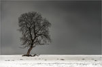 Einsam in der Kälte: Bildformat: 3/2.  Annahme bei der DVF-Niedersachsen-Fotomeisterschaft 2018
