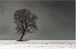 Einsam in der Kälte: Bildformat: 3/2.  Annahme bei der DVF-Niedersachsen-Fotomeisterschaft 2018