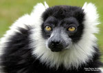 LEMUR VARI NOIR ET BLANC