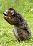 LEMUR COURONNE