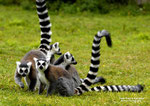 LEMURS MAKI CATTA