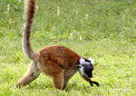 LEMUR MACACO