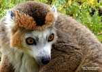 LEMUR COURONNE