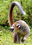 LEMUR COURONNE