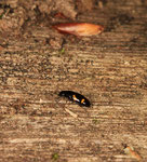 ツツオニケシキスイ Librodor subcylindricus Reitter （ケシキスイ科 Nitidulidae）；熊本県八代市 Kumamoto-ken pref.