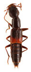 Ochthephilum kurosai T. Ito, 1996　ツマアカナガエハネカクシ