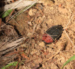 クロボシヒラタシデムシ　Oiceoptoma nigropunctatum (Lewis, 1888)；　(シデムシ科Siphidae)；熊本県八代市 Kumamoto-ken pref.