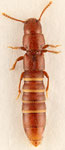 Mimogonus microps (Sharp, 1889)　ヒメフトツツハネカクシ