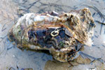 Le symbole du Bassin échoué : Crassostrea gigas ; 12 cm