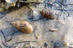 Nassarius reticulatus : charognard et carnivore. Long : 3 cm