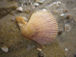 Chlamys varia : pétoncle. Libre ou fixé avec son byssus. Diam : 4 cm