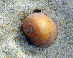 Littorina obtusata : brouteur d'algues. Diam : 1 cm