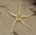 Echinides : squellette d'ophiure ; 4 cm diam.