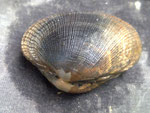 Bivalves : Palourde (Ruditapes decussatus). 6 cm long