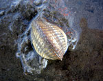 Coque (Cerastoderma edule ). Diam. 3 cm. 