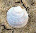 Loripes lucinalis : fonds vaseux. Diam : 2 cm
