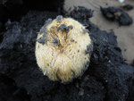 Echinodermes : Oursin coeur (Echinocardium cordatum). Diam. 5 cm, vue orale