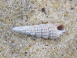 Bittium reticulatum : brouteur de fragments d'algues. Long : 1 cm