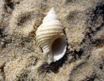 Nucella lapillus (pourpre) : perce et mange les moules et huîtres. Long : 2 cm