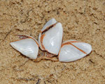 Crustacés cirripède : Anatifes (Lepas anatifera), composés de 5 plaques. Long : 3 cm