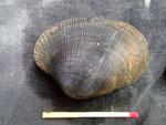 Ruditapes decussatus (palourde). Long : 6 cm