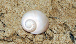 Euspira catena : carnivores, comme la plupart des Natica, ils percent les coquilles d'autres espèces. Diam : 3 cm