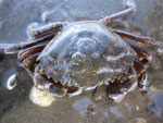 Crustacés : crabe enragé (Carcinus maenas). Diam : 8 cm